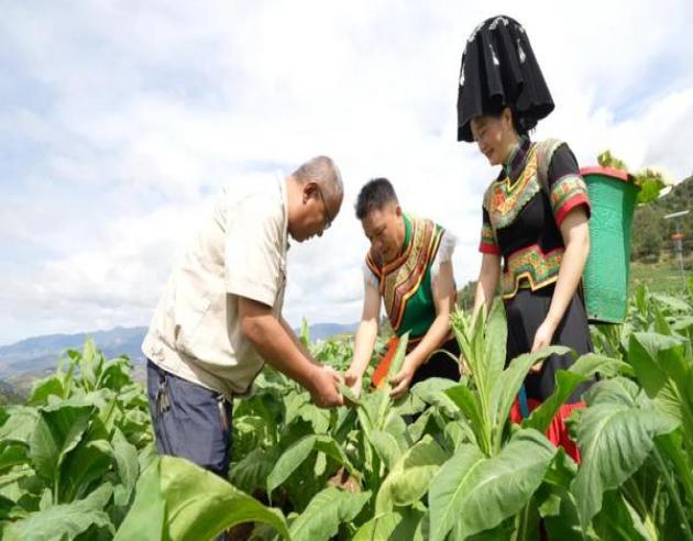 烟在批发环节征收消费税吗_香烟批发到付_外烟批发全国货到付款