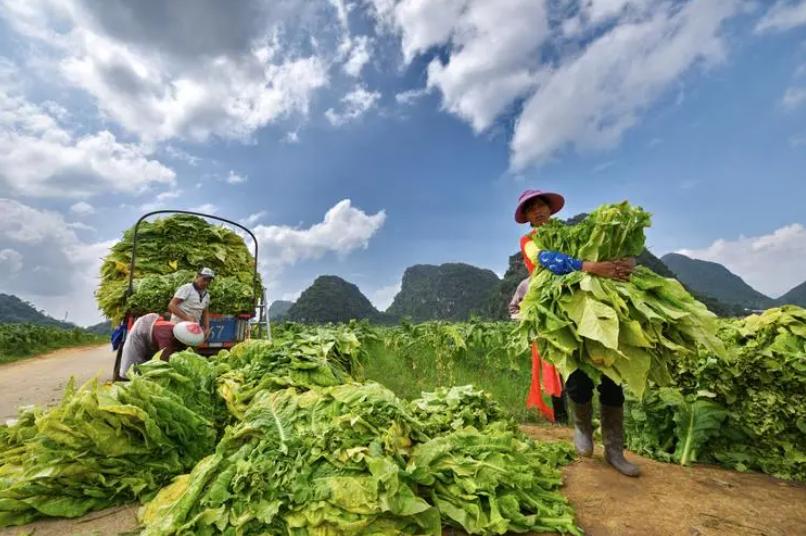 中华烟的诞生：应毛主席要求生产，最初使用的是美国烟叶  第14张