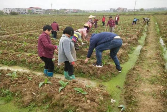 深入解析！黄金叶鸿运香烟的市场行情  第3张