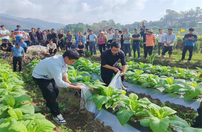 焦点特写！外烟代购网址正品外烟批发一手货源“气满志骄”  第3张