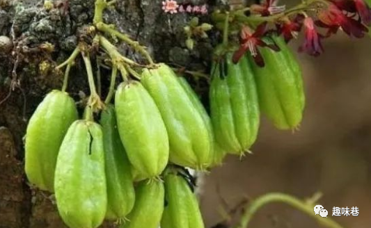 建议大家：湿气重的女性，每晚当零食吃2个，止咳化痰，利咽喉，祛风除湿早吃早好  第6张